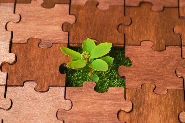 Young plant grows in place of a missing a piece of a wooden jigsaw puzzle