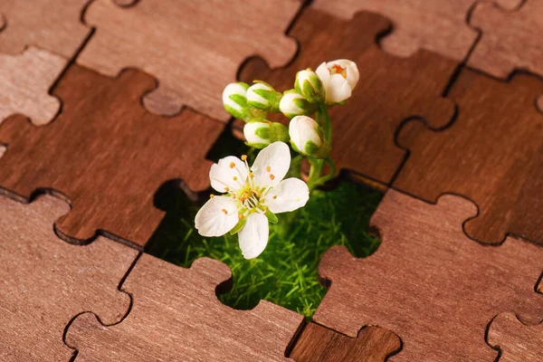 Blooming Tree Flowers Coming Missing Piece Wooden Jigsaw Puzzle New — 图库照片