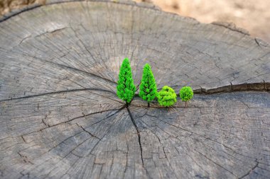 Minyatür oyuncak ağaçlar büyük bir ağaç kütüğünde yetişir. Yeniden ağaçlandırma ve ağaç dikme kavramı.