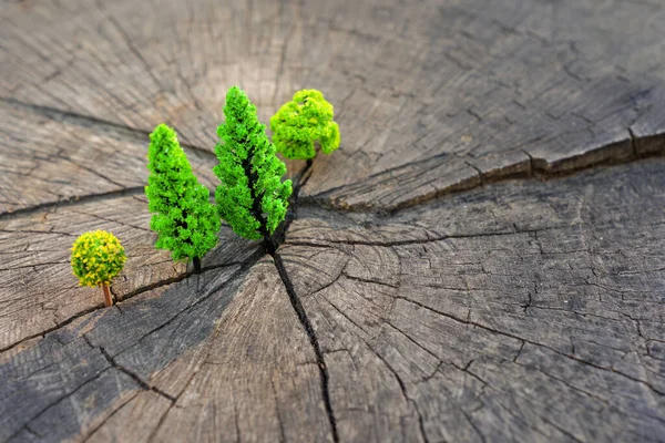 Miniatur Spielzeugbäume Auf Einem Großen Baumstumpf Großaufnahme Kreatives Aufforstungskonzept — Stockfoto