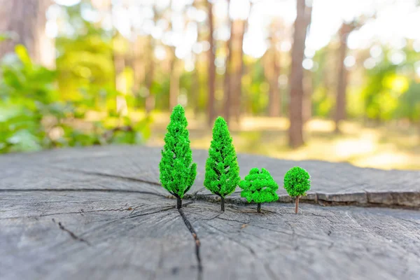 Winzige Spielzeugbäume Auf Einem Großen Baumstumpf Wald — Stockfoto