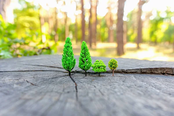 Spielzeugwald Wächst Auf Einem Baumstumpf Wald — Stockfoto