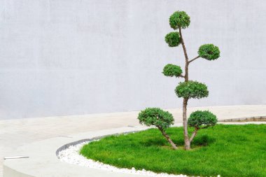 Bonsai stili ağaç, yeşil bir yatakta beton bir duvara karşı..
