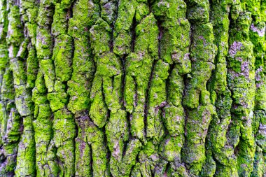 Yosun büyük ağaç kabuğu arka planını kapladı