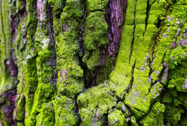Yeşil yosunlarla kaplı eski bir ağaç kabuğuna yakın çekim.