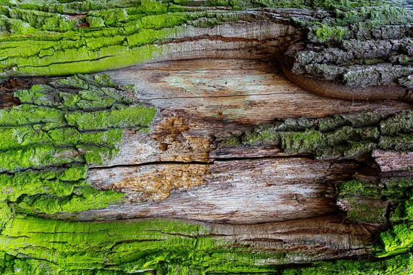 Organic Background Made Old Moss Covered Tree Having Inner Bark — Stock Photo, Image