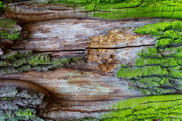 Green Moss Old Tree Having Exposed Inner Bark Mystical Forest — Stock Photo, Image