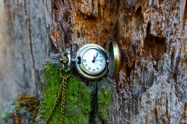 Bronze toned old fashioned pocket watch inside an old tree.