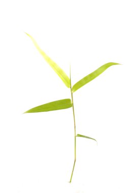 izole bambu