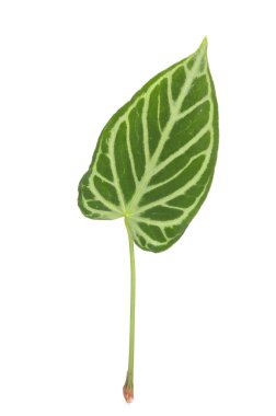 Yeşil çimen yaprağı