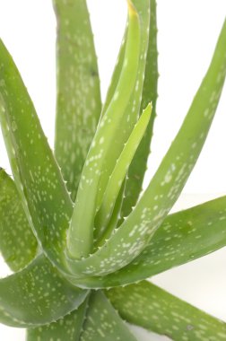 aloe tesisi