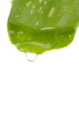 aloe, yeşil yaprak