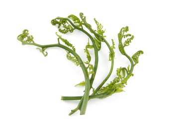 Bahar vahşi fiddleheads