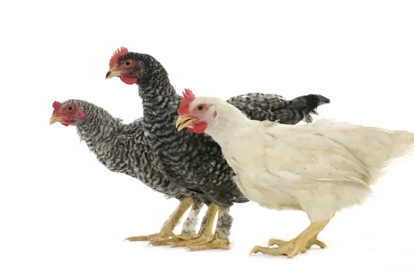 Huhn — Stockfoto