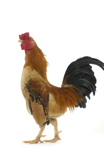 Isolated rooster — Stock Photo, Image