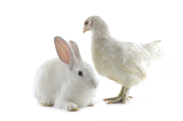 Chicken and rabbit — Stock Photo, Image