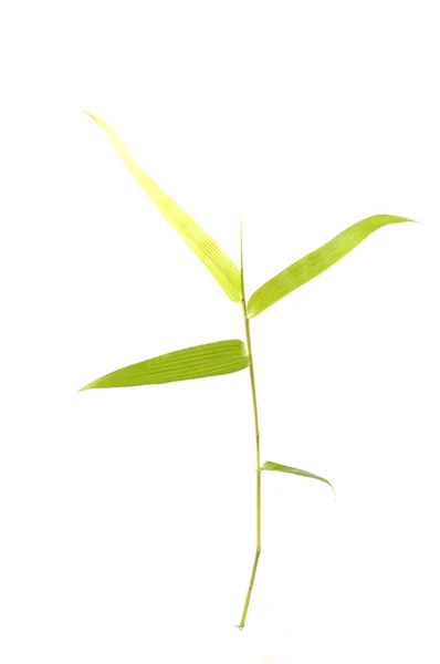 Bambusz elszigetelt — Stock Fotó