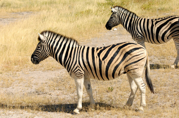 Two wild zebras walking through the grasslands