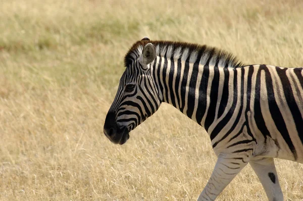 Vilda zebror — Stockfoto