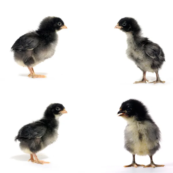 Little black chicken — Stock Photo, Image