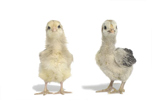 Chicken — Stock Photo, Image