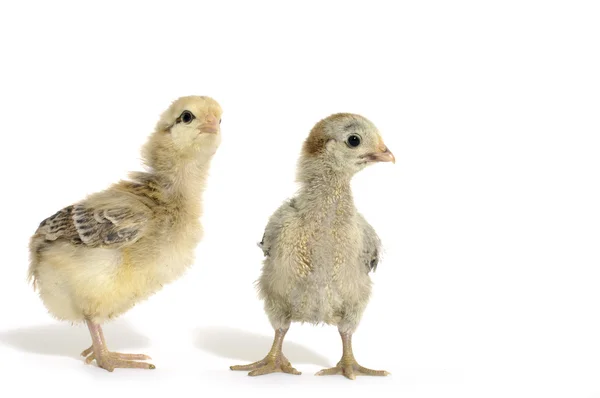 아기 닭 — 스톡 사진