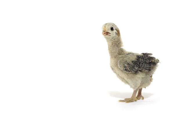 Little chicken — Stock Photo, Image