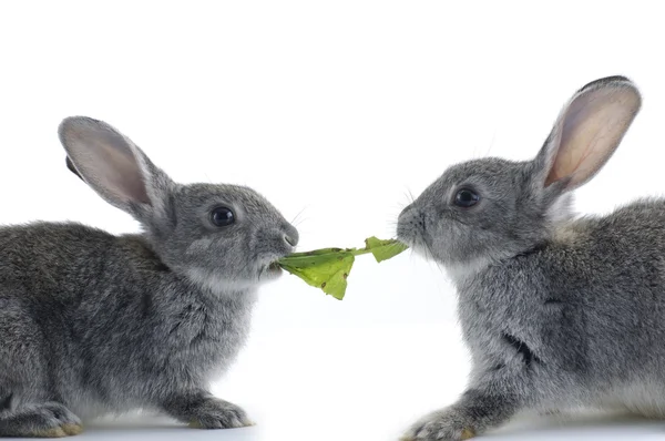 두 토끼 — 스톡 사진