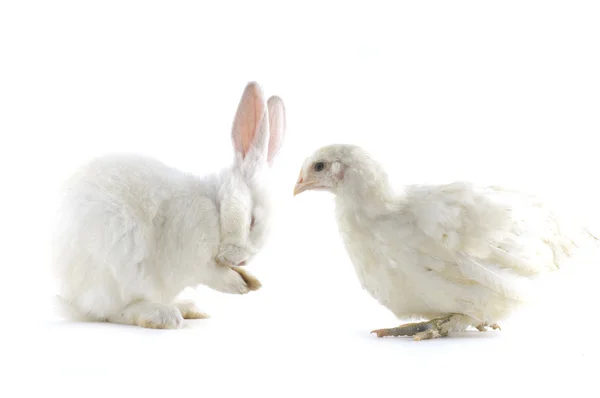 Tavuk ve tavşan — Stok fotoğraf