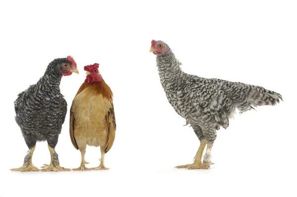 Três galinhas de leghorn . — Fotografia de Stock