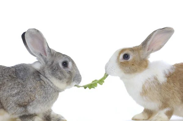 Два кролик — стокове фото
