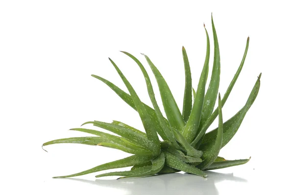 Rostliny Aloe — Stock fotografie