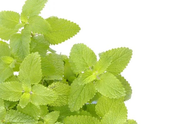 Fresh mint — Stock Photo, Image