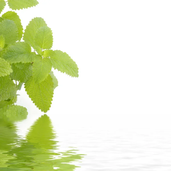 Green mint — Stock Photo, Image