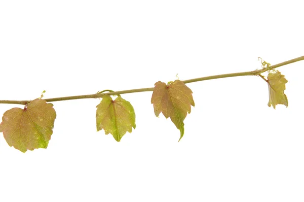 ツタの葉 — ストック写真