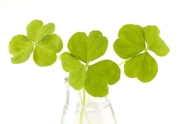 Green three leaf — Stock Photo, Image