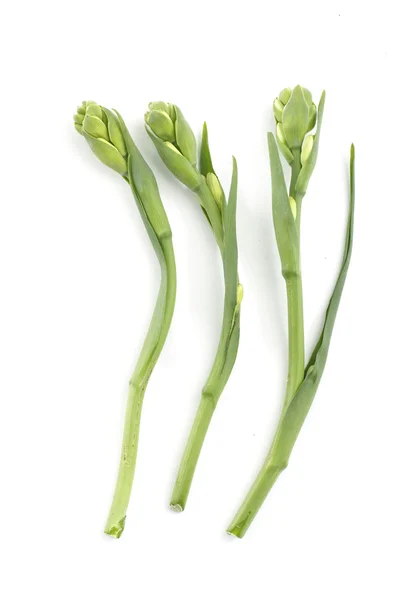 Våren vilda fiddleheads — Stockfoto