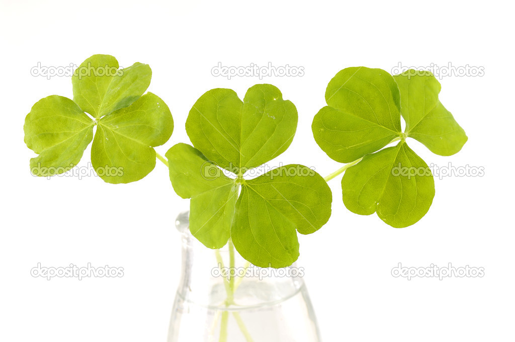 Green three leaf