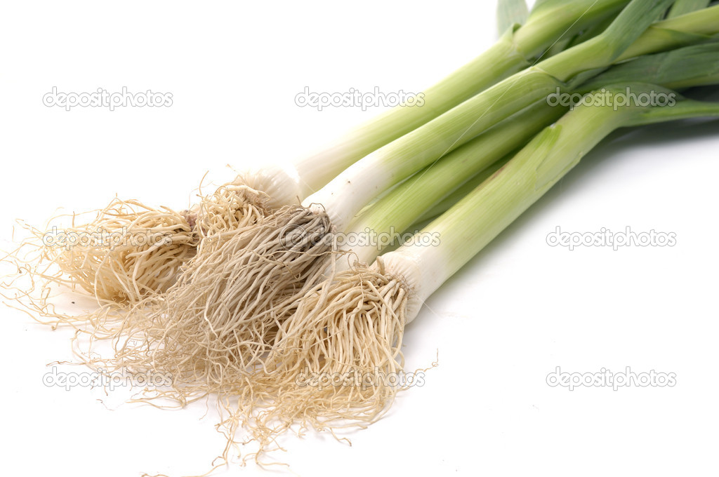 Root of onions