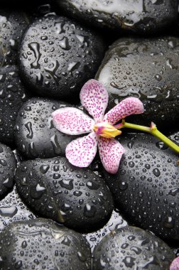 Orkide ve zen taşlar
