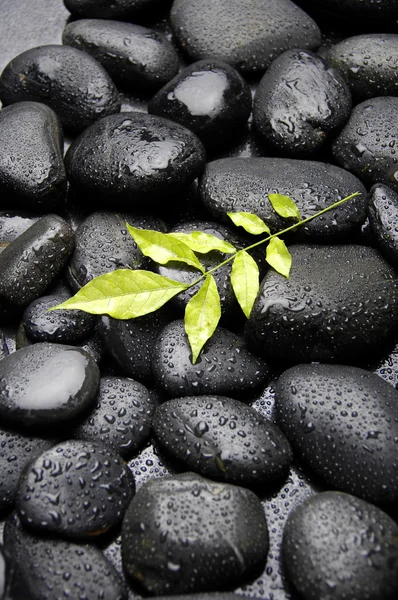 Stenen en groene plant — Stockfoto