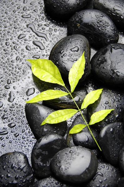 Stones and green plant — Stock Photo, Image