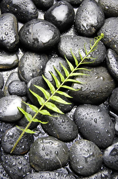 Stenen en groene plant — Stockfoto