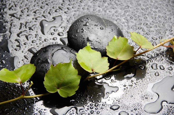 Stenen en groene plant — Stockfoto