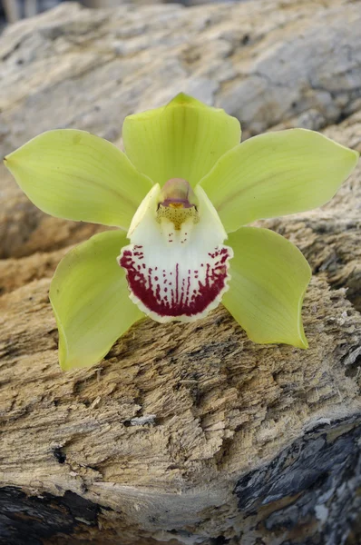 Orquídea sobre madera de deriva — Foto de Stock