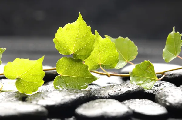 Příroda na pozadí — Stock fotografie