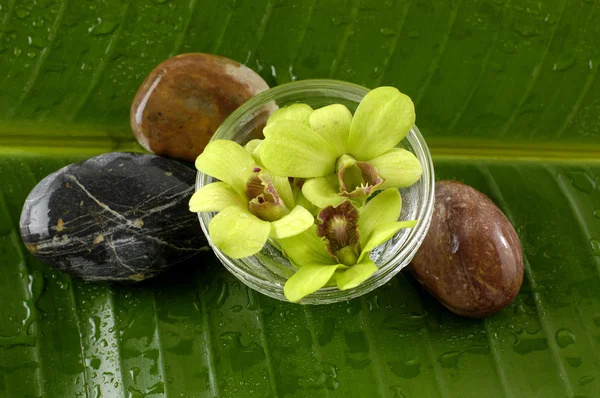 Орхідеї та камені терапії — стокове фото