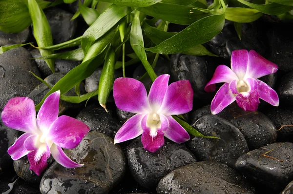 Hojas de bambú con piedras de orquídea y zen —  Fotos de Stock