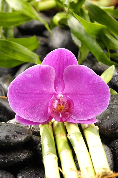 Orchid en zen stenen bamboe bladeren — Stockfoto