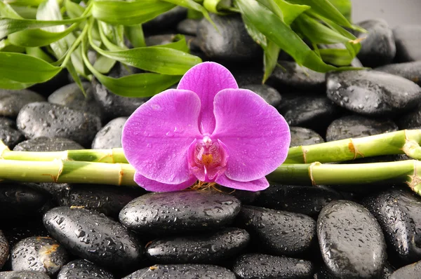 Orchidea i zen kamienie bambus liście — Zdjęcie stockowe